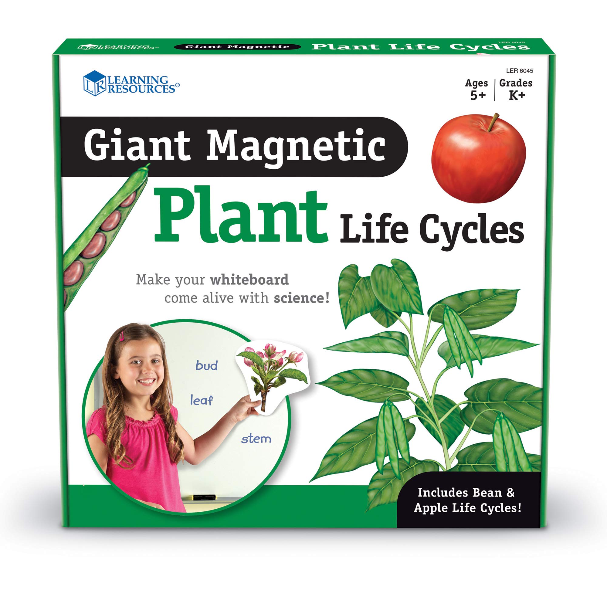 Learning Resources 巨型磁性植物生命週期模型，多色，長 7 英寸 x 高 9 英寸